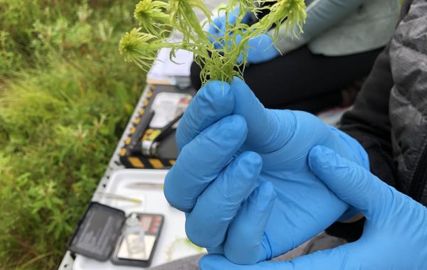 A closeup of a member of the research team holding Sphagnum moss