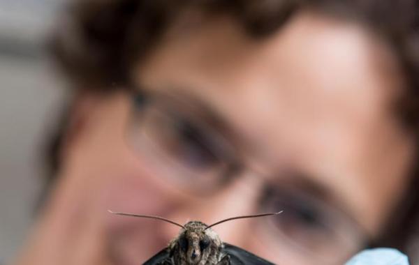 Researcher holding hawk moth