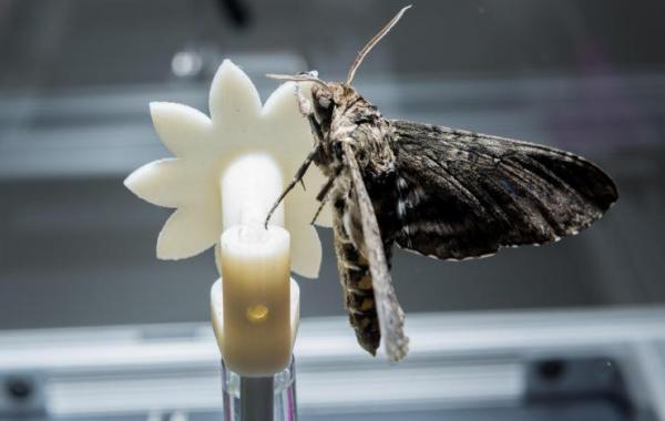 Hawk moth landing on robotic flower