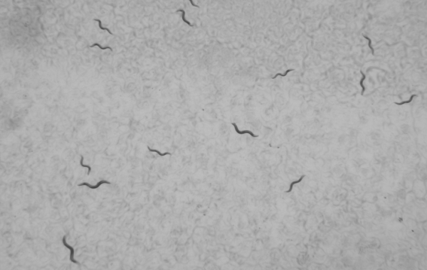 C. elegans lab strains under microscope