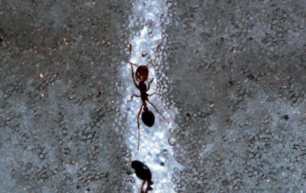 Confined Spaces Locomotion - Ants