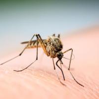 A female mosquito lands on a human.