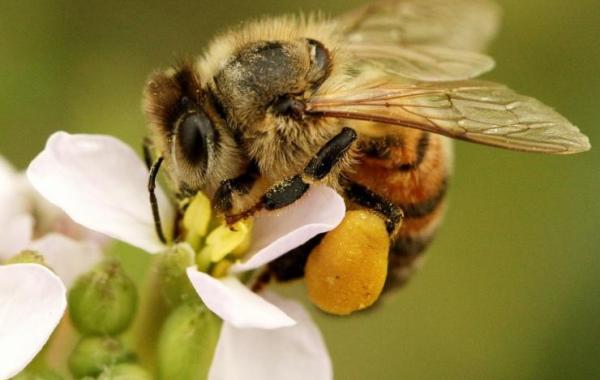 Honey bee on flower