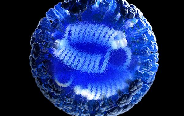 This illustration depicts a 3D computer-generated rendering of a whole influenza (flu) virus, rendered in semi-transparent blue, atop a black background. The transparent area in the center of the image, revealed the viral ribonucleoproteins (RNPs) inside. (Credit: CDC/ Douglas Jordan)