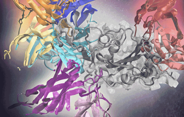 Deep learning effectively predicts antibodies targeting distinct epitopes on the SARS-CoV-2 spike protein (gray, center).