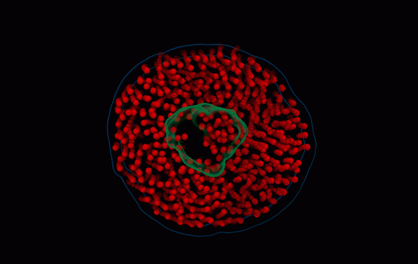 A computational model, based on raw video from electron videography, showing the motion of a nanodisc composed of lipids (red) and a membrane protein (green) in water.  GIF courtesy of John W. Smith