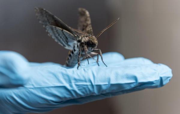 Hawkmoth on hand