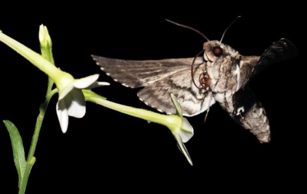 Hawk moth and natural flower