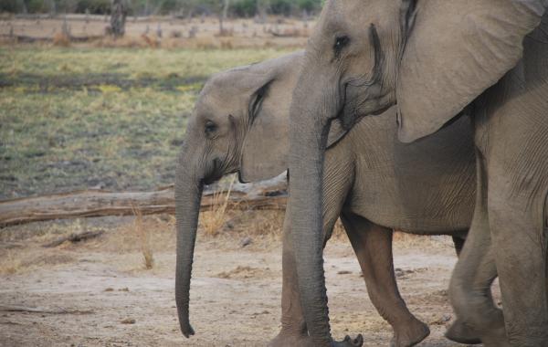 Profiles of two eastern African elephants walking side by side. (Photo: Jess Hunt-Ralston)