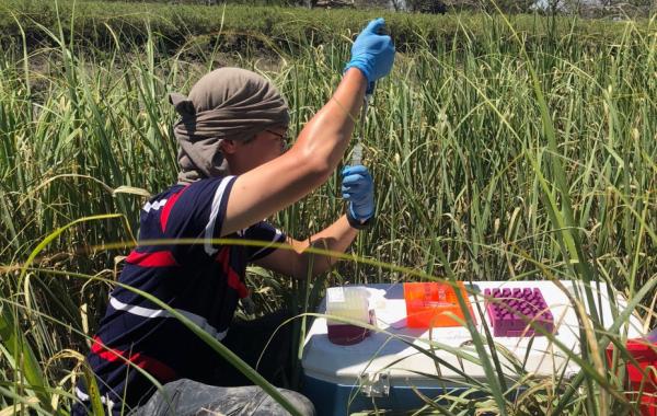 A person does scientific sampling in the midst of a marsh.