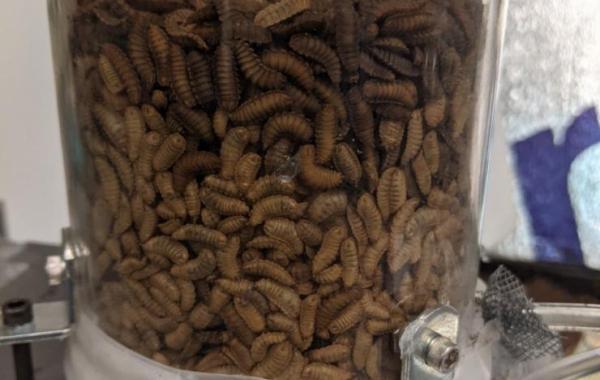 Living larvae inside the apparatus between fluidization experiments at Georgia Tech’s School of Physics’ Howey Physics building. (Photo credit: Grace Cassidy, Georgia Tech)