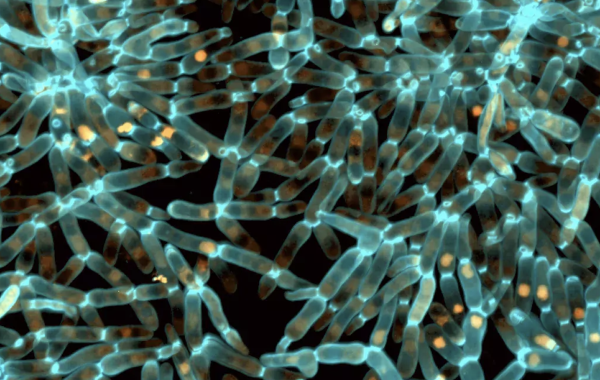 Evolved snowflake yeast