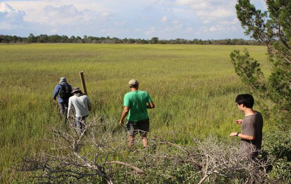 Four people walking across a salt marsh