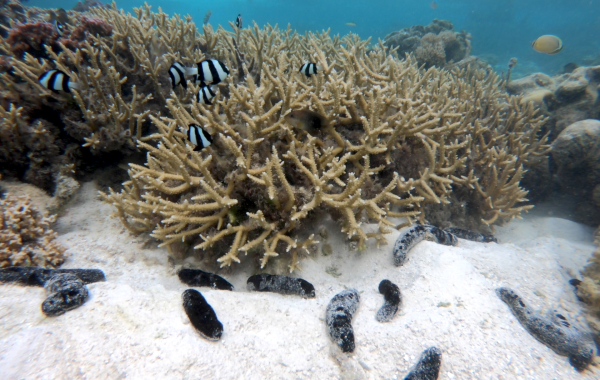 An underwater photo of several sea cucumbers and fish surrounding coral.