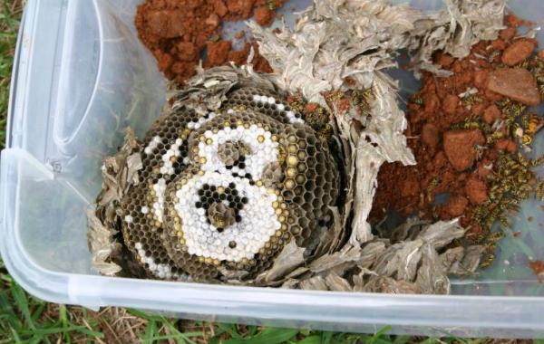 nest in box 