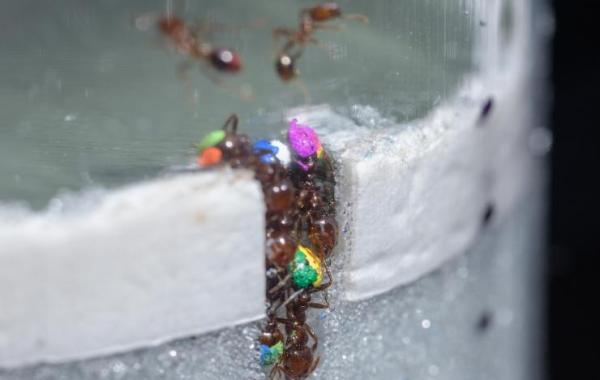 Ants digging tunnels in simulated soil