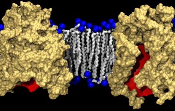 Beta-barrel protein