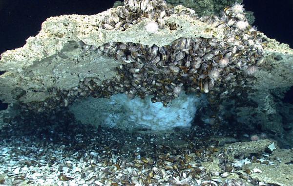 A rock with mussels attached has a block of ice underneath it. 