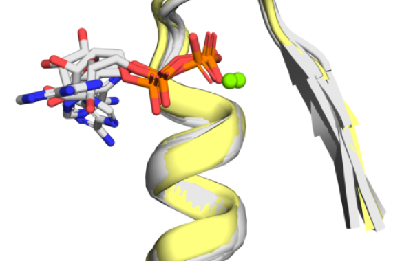 Schematic representation of cofactor-bound Walker A P-loops.