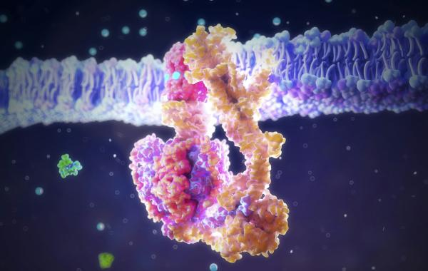 ATP synthase is an enzyme that has been using phosphate to generate life’s energy for millions of years.