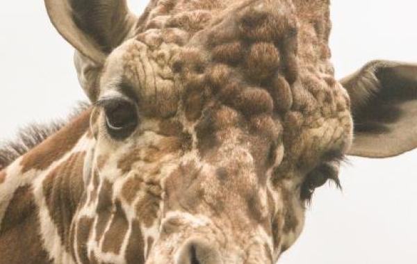 Giraffe eyelashes