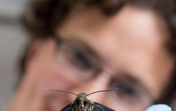 Simon Sponberg with hawkmoth