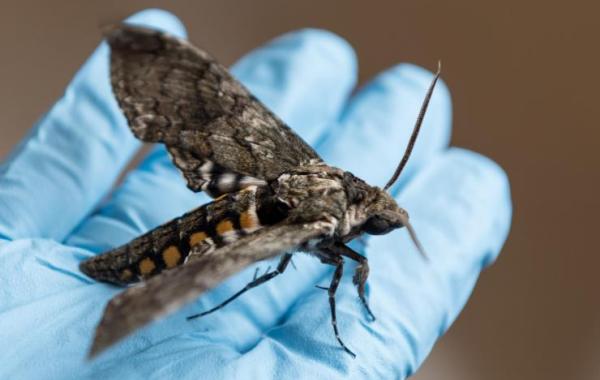 Hawk moth in researcher's hand