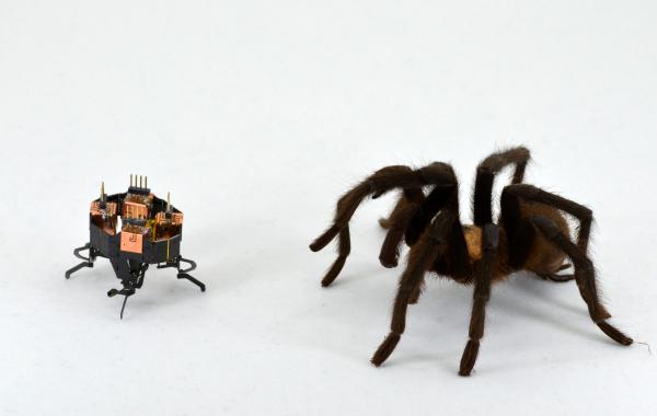 Can this small robot outrun a spider? Photo Credit: Animal Inspired Movement and Robotics Lab, CU Boulder.