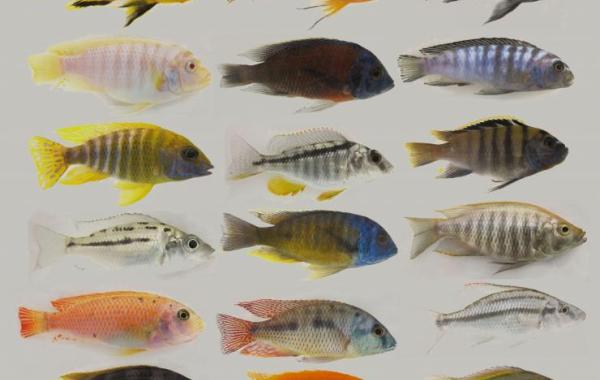 Male cichlid fish