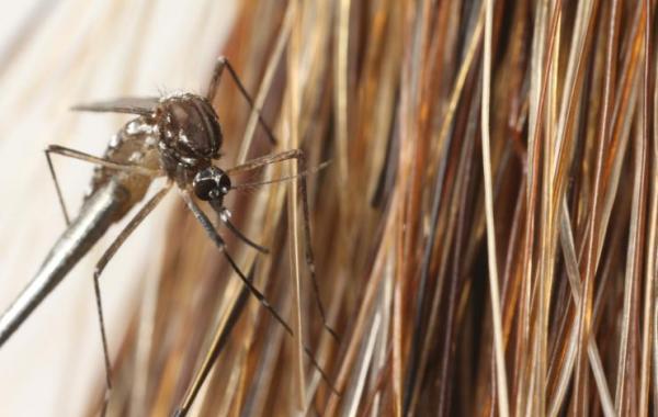 Mosquito in horse tail