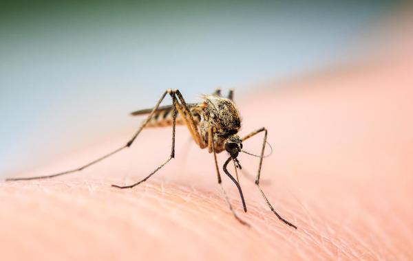 A female mosquito lands on a human.