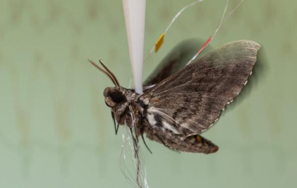 Recording signals from a hawk moth flapping its wings