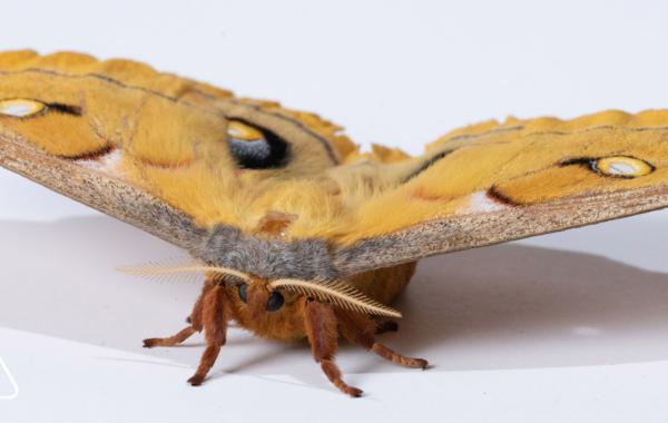 Hawkmoth flight muscles exhibit delayed stretch activation, a hallmark of asynchronous flight. 