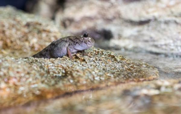 Mudskipper