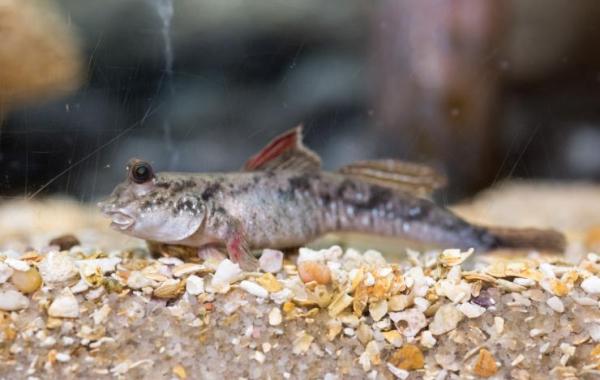 Mudskipper2