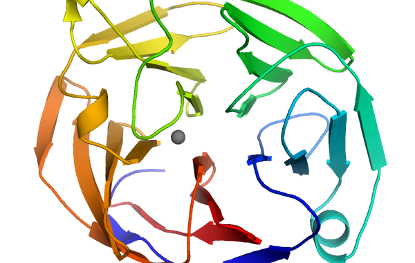 Ribbon diagram of Myocilin OLF domain