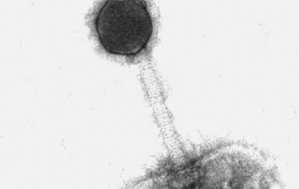 Virus that infects cyanobacteria