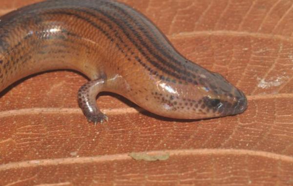 Closeup of a Brachymeles kadwa (an intermediate lizard species) on a leaf. Credit: Philip Bergmann, Clark University