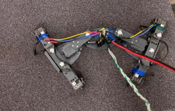 A robophysical model of intermediate lizard species