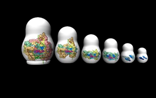 Ribosome grew by accretion