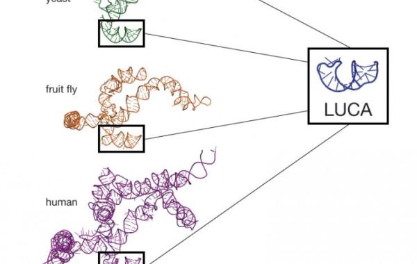 Ribosome evolution before and after the last universal common ancestor