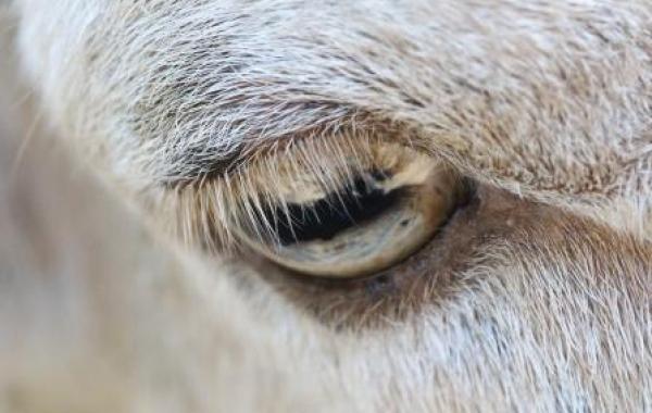 Sheep eyelashes