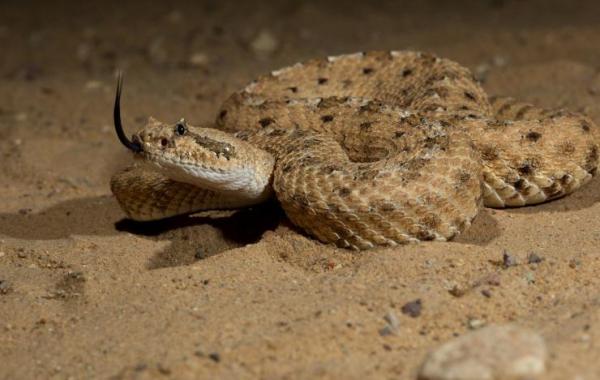 Sidewinder snake in sandy arena