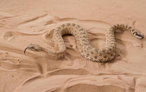 Sidewinder in trackway2