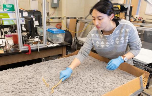 studying snakes on a granular surface