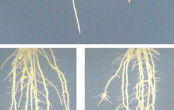 rice root system architecture