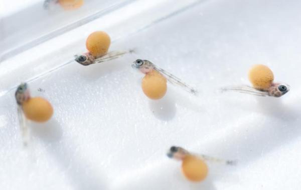 Studying 13-day-old fish