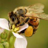 Honey bee on flower