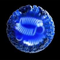 3D computer-generated rendering of a whole influenza (flu) virus