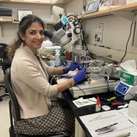 Farzaneh Najafi, assistant professor in the School of Biological Sciences at Georgia Tech, conducting research in her lab.